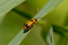 Phyllobrotica quadrimaculata