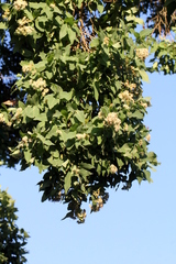 Angophora subvelutina