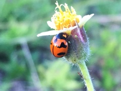 Coccinella transversalis