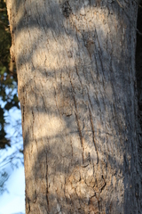 Angophora subvelutina
