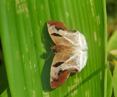 Odontoptilum angulata