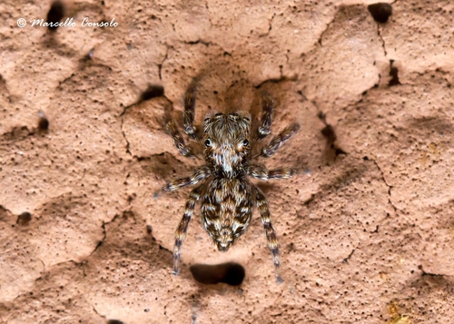 Pseudeuophrys vafra
