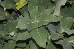 Angophora subvelutina