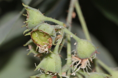 Angophora subvelutina