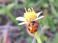 Coccinella transversalis
