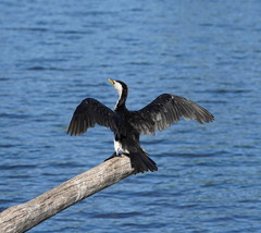 Microcarbo melanoleucos