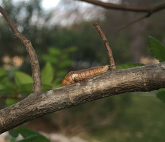 Oncometopia hamiltoni