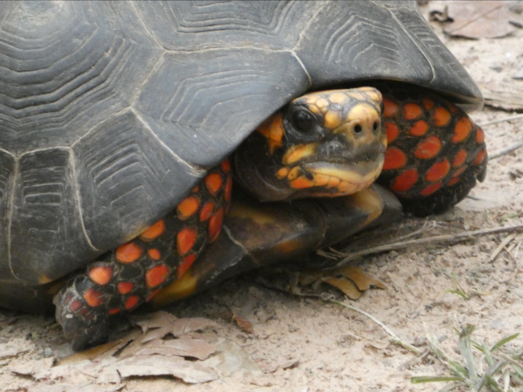 Red-footed Tortoise from Cordillera, Bolivia on October 11, 2022 at 10: ...