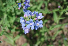 Hackelia velutina
