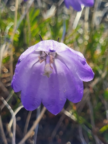 Campanula giesekiana, photograph 4