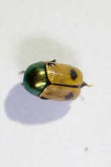 Cryptocephalus laetus