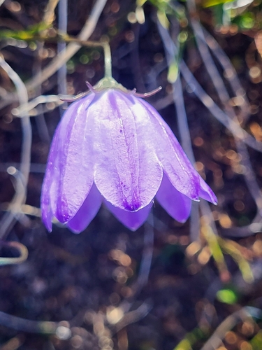 Campanula giesekiana, photograph 5