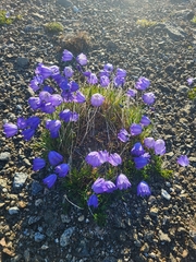 Campanula giesekiana, photograph Jacek Pietruszewski, CC BY, iNaturalist via GBIF