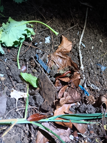 Crested Toad, Ingerophrynus biporcatus