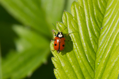 Cryptocephalus cordiger