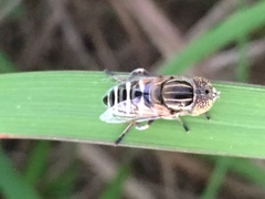 Eristalina