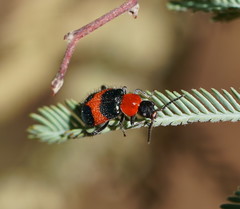 Dicranolaius bellulus