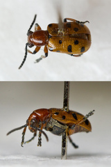 Crioceris duodecimpunctata