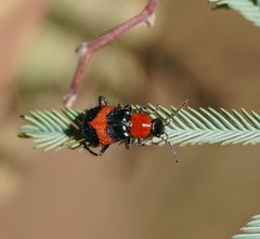 Dicranolaius bellulus