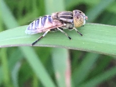 Eristalina