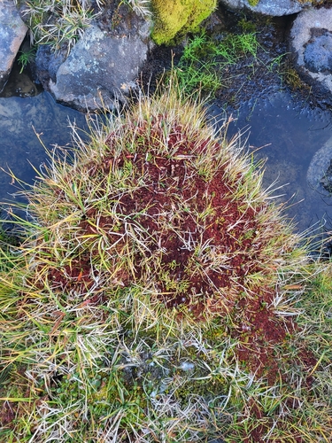Image of Sphagnum warnstorfii by (c) Jacek Pietruszewski, some rights reserved (CC BY)