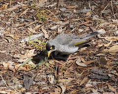 Manorina melanocephala