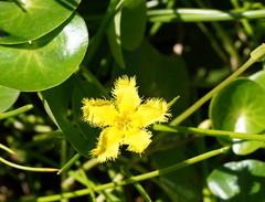 Nymphoides