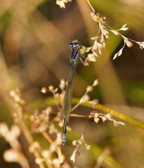 Ischnura heterosticta