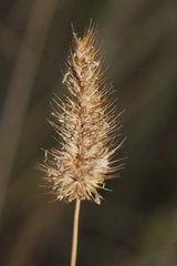 Echinopogon
