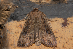 Ichneutica morosa