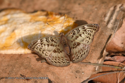 Common Commander