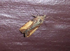 Harmologa scoliastis