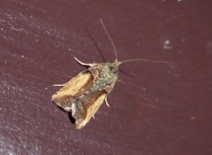 Harmologa scoliastis