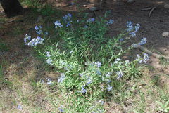 Hackelia velutina