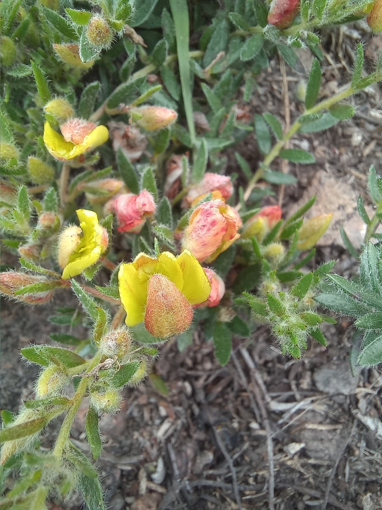 Krameria pauciflora