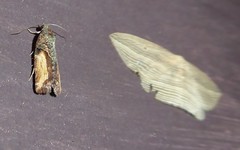 Harmologa scoliastis