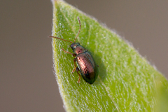 Crepidodera fulvicornis
