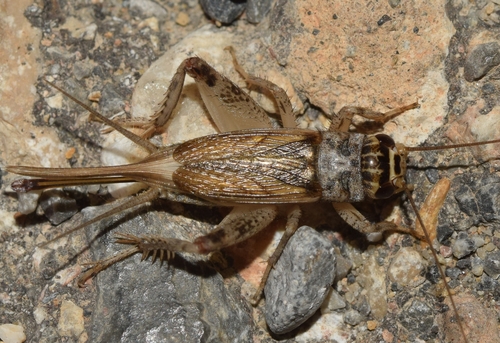 Verge Cricket, photo 2 of 10