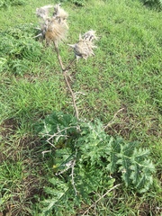 Cynara syriaca