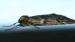 Alsophila aescularia