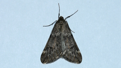 Alsophila aescularia