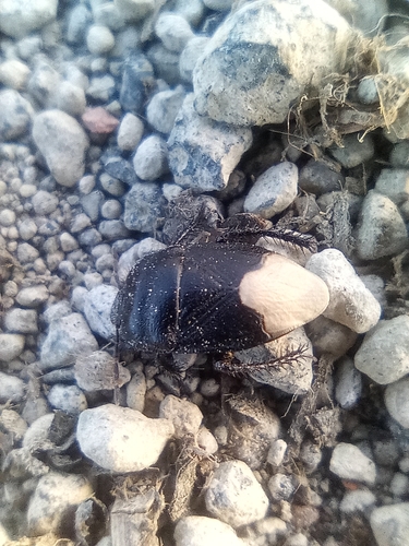 Cydnus aterrimus