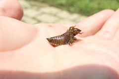 Melligomphus sinicus