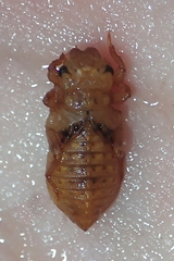 Melligomphus guangdongensis