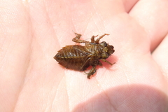 Melligomphus sinicus