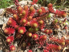Sedum mesoamericanum