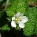 Rubus pectinellus - Photo no rights reserved, uploaded by 葉子