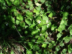 Rubus pectinellus