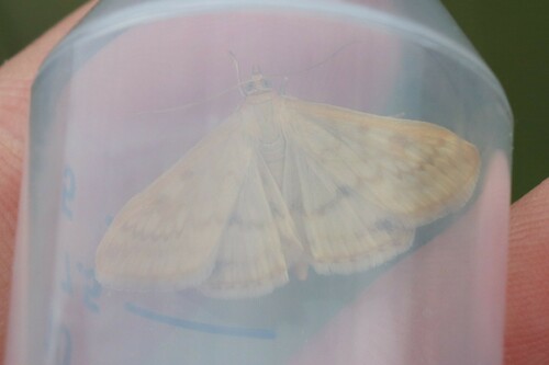 Sitochroa verticalis