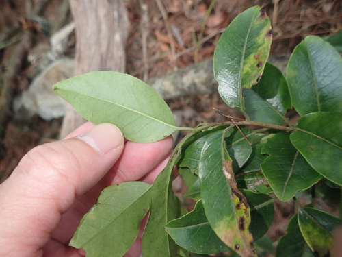 Image of Ilex pedunculosa by (c) 呂一起(Lu i-chi), some rights reserved (CC BY)